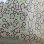 Zoom vase céramique marie-jo lizot vert, Virgil